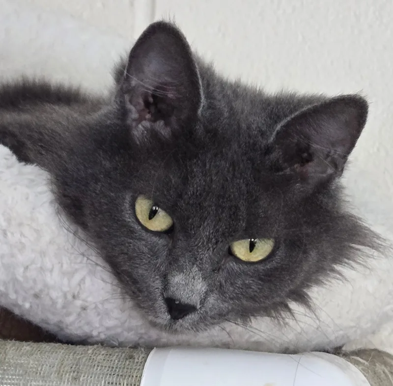 An adult medium-sized female Gray / Blue / Silver Domestic Medium Hair cat named Freedom for adoption in Long Beach, WA