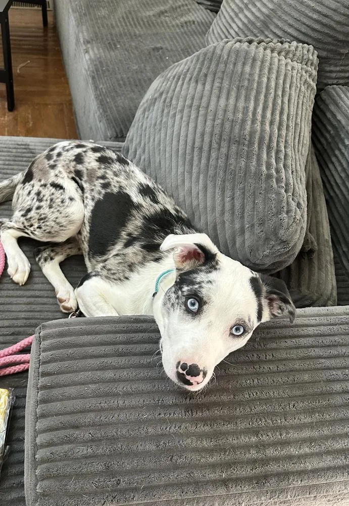 A young medium-sized female Australian Shepherd dog named Virgin River : Lizzie for adoption in Aurora, IN