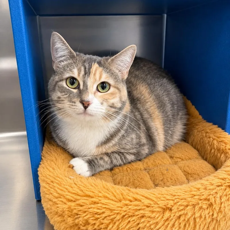 A young large-sized female Dilute Calico cat named Camryn for adoption in Fresno, CA