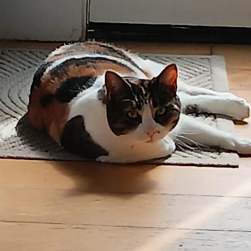 An adult large-sized female Calico Domestic Short Hair cat named Lily for adoption in Dover, NH