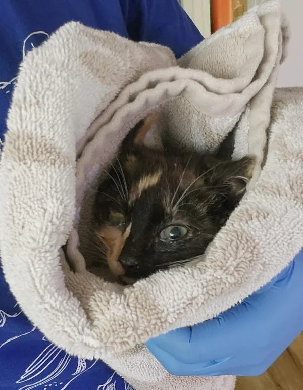 A baby small-sized female Domestic Short Hair cat named Choo  Bonded W for adoption in Silverdale, WA