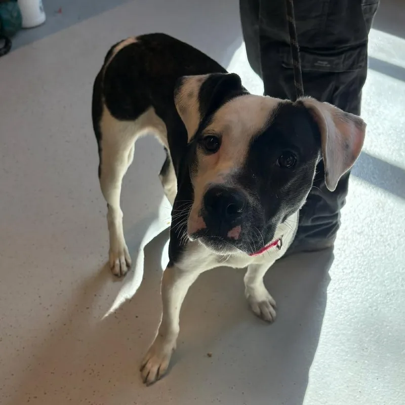 Nectar Stray Hold thumbnail 2