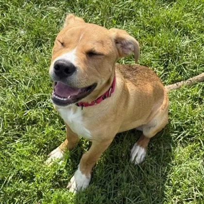 A baby medium-sized male Mixed Breed dog named Dayton for adoption in East Montpelier, VT