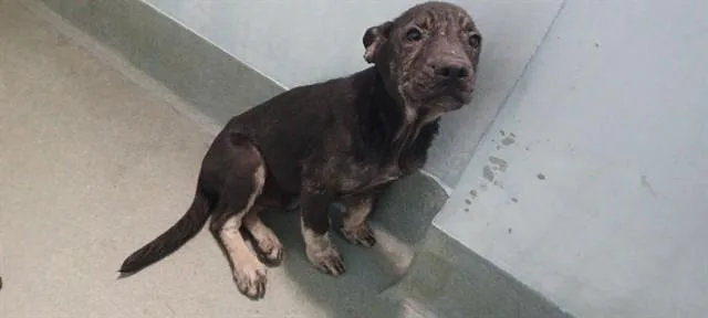 A baby small-sized male German Shepherd Dog dog named Gunther for adoption in Baldwin Park, CA