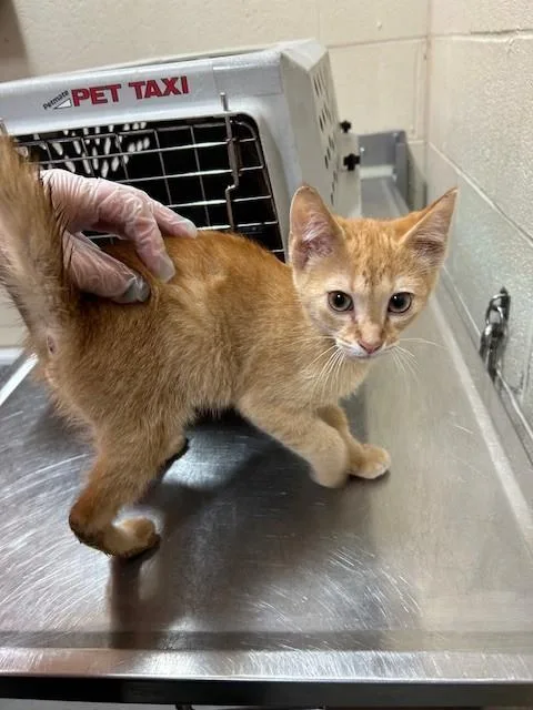A baby small-sized male Domestic Short Hair cat named Crackin' Up Dude for adoption in Louisville, KY