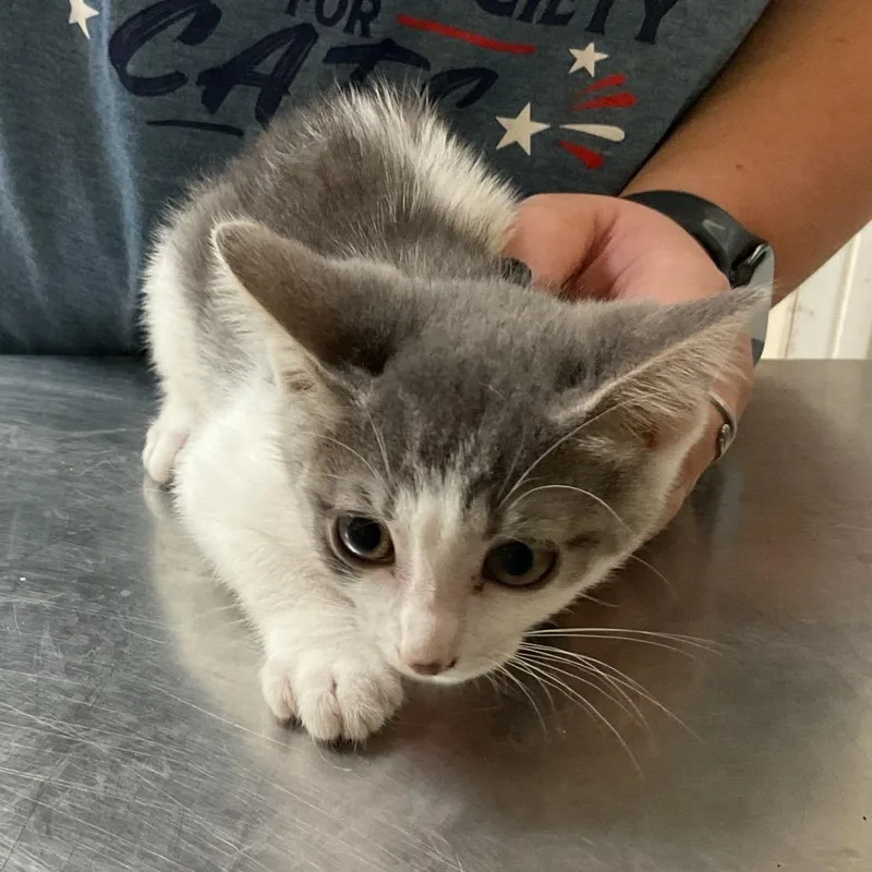 A baby small-sized female Gray / Blue / Silver Domestic Short Hair cat named Ellen for adoption in Monroe, LA