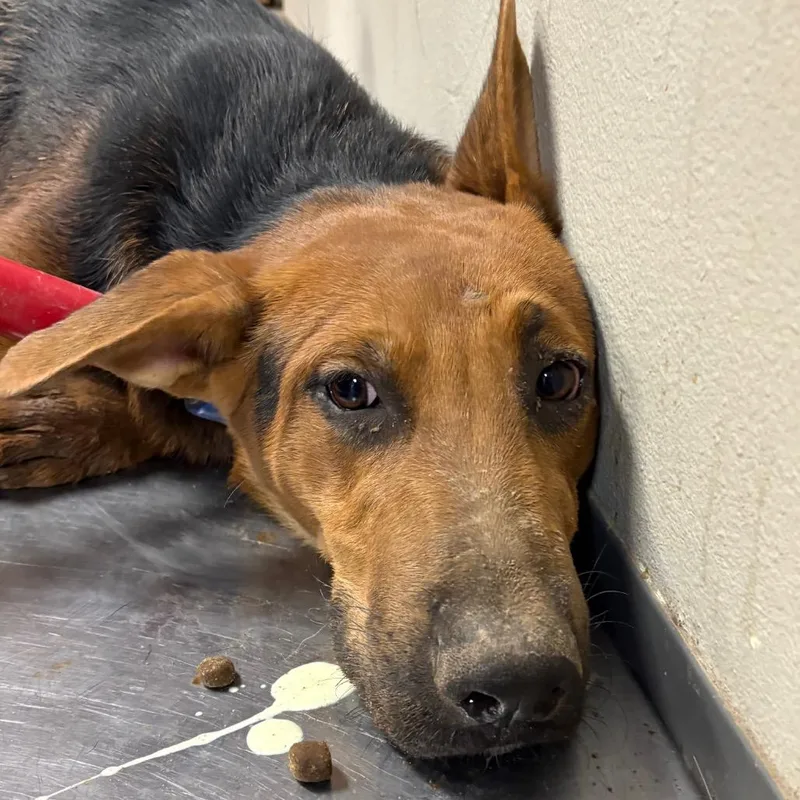An adult large-sized male Shepherd dog named Mojave for adoption in Yuma, AZ