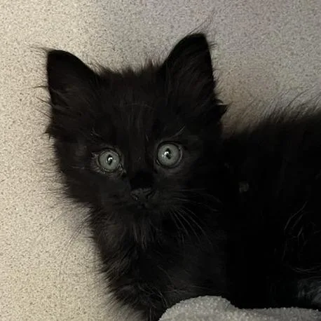 A baby small-sized male Black Domestic Long Hair cat named Jerry for adoption in Redwood City, CA