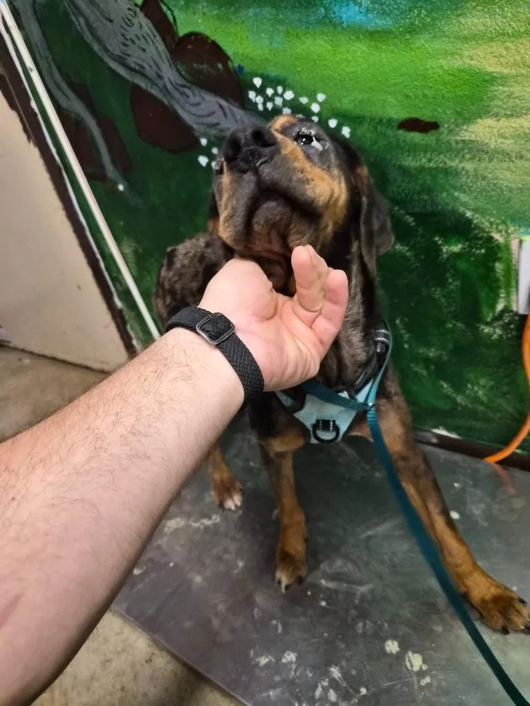 Clefable thumbnail 2