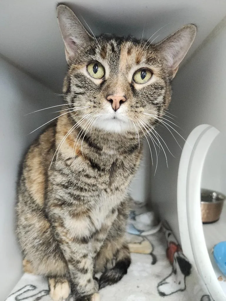 A senior large-sized female Domestic Short Hair cat named Bitsy for adoption in Sapulpa, OK