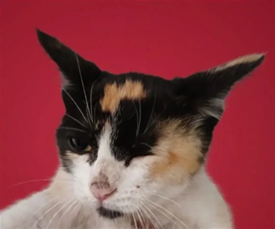 A baby small-sized female Domestic Short Hair cat named Saturn for adoption in Los Angeles, CA