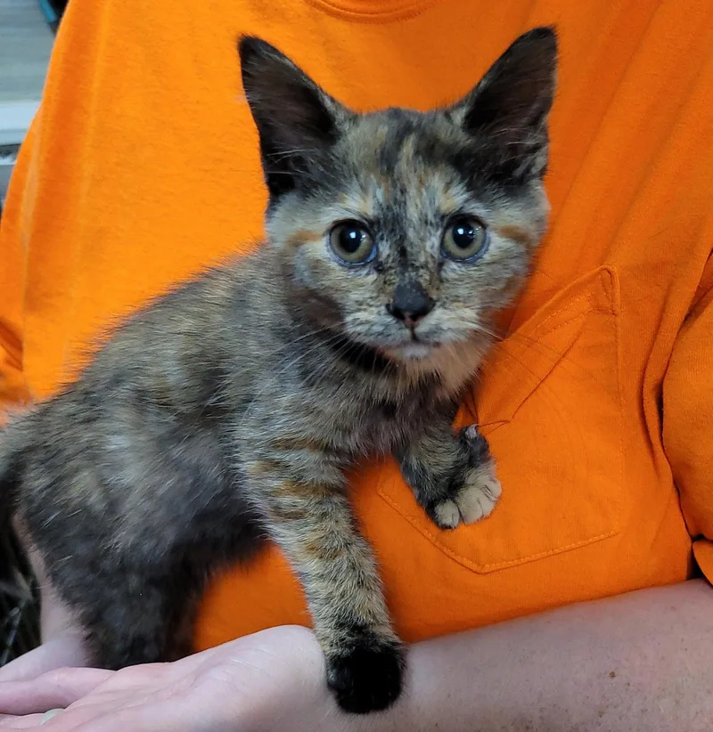 A baby medium-sized female Domestic Short Hair cat named Mune for adoption in Akron, OH