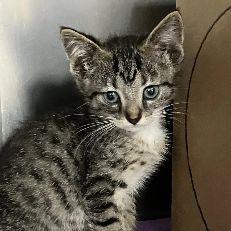 A baby small-sized male Brown / Chocolate Domestic Short Hair cat named Bop for adoption in Idaho Falls, ID