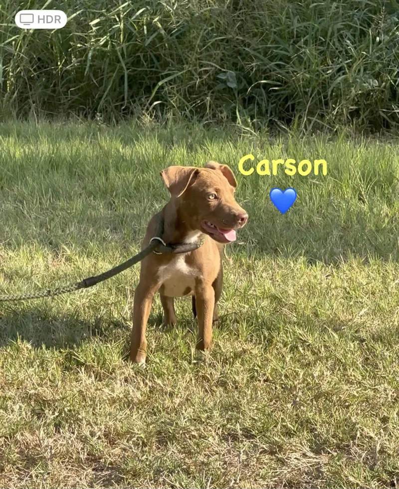 Carson thumbnail 4