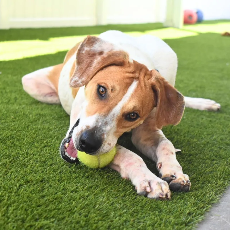 A young medium-sized male Mixed Breed dog named Jake for adoption in Saint Petersburg, FL