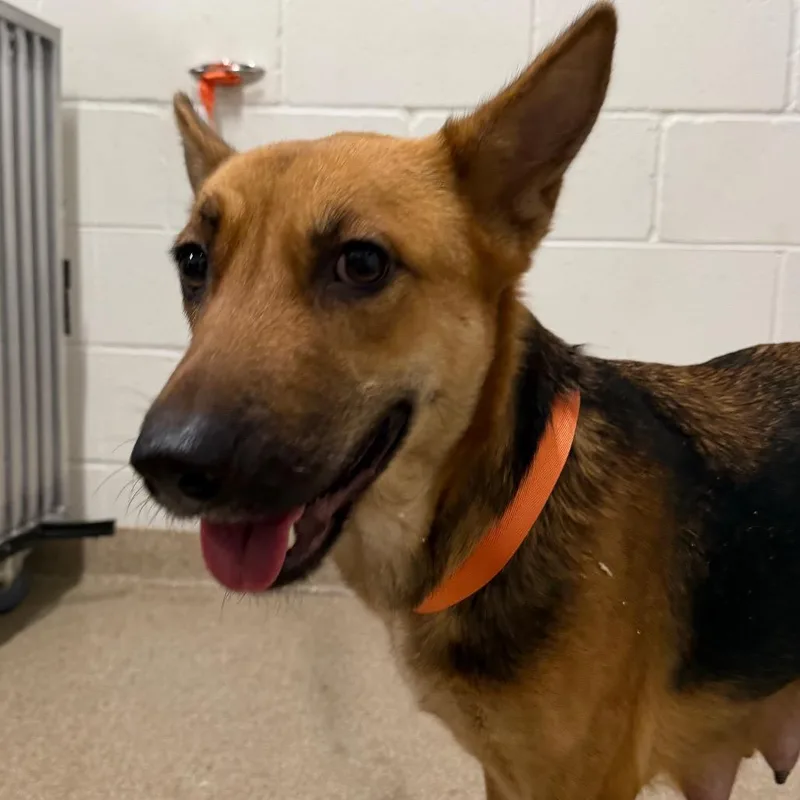 An adult medium-sized female Brown / Chocolate German Shepherd Dog dog named Lucy for adoption in League City, TX