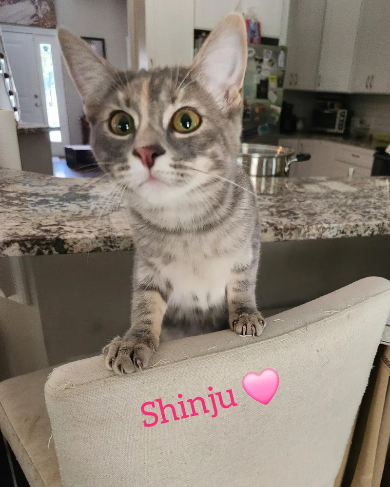 Shinju