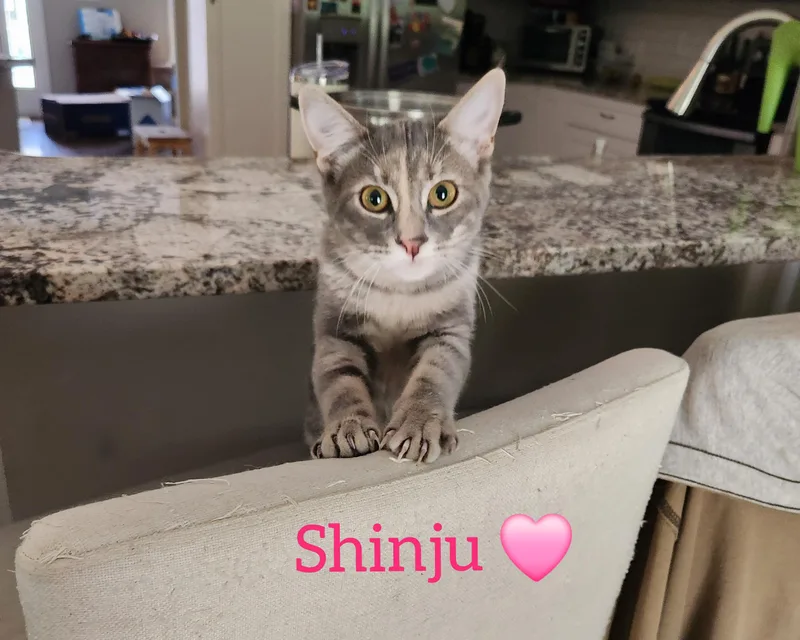 Shinju thumbnail 4