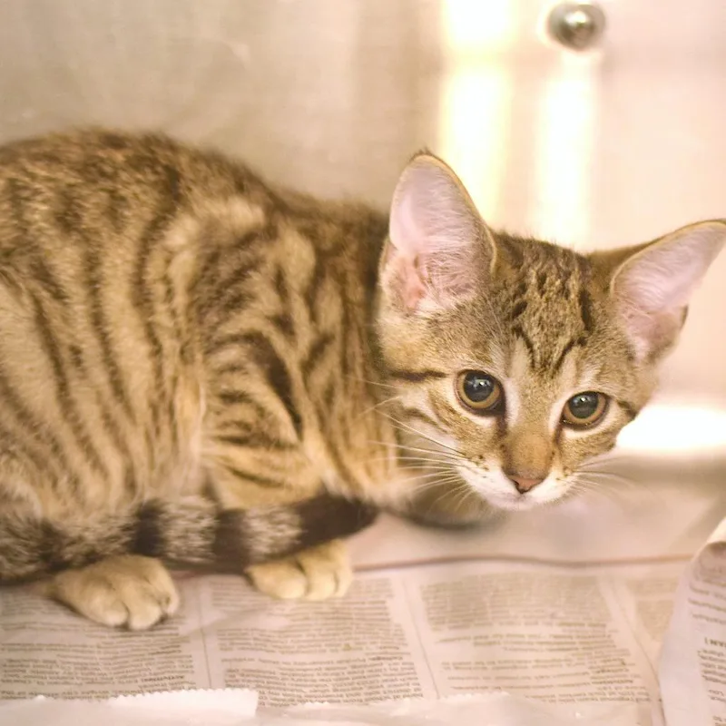 A baby small-sized female Brown / Chocolate Domestic Short Hair cat named Bubble Gum for adoption in Belleville, IL