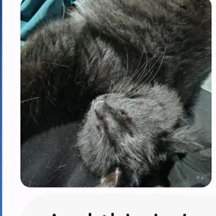 A young medium-sized male Black Domestic Short Hair cat named Glamorous Moon for adoption in Austin, TX