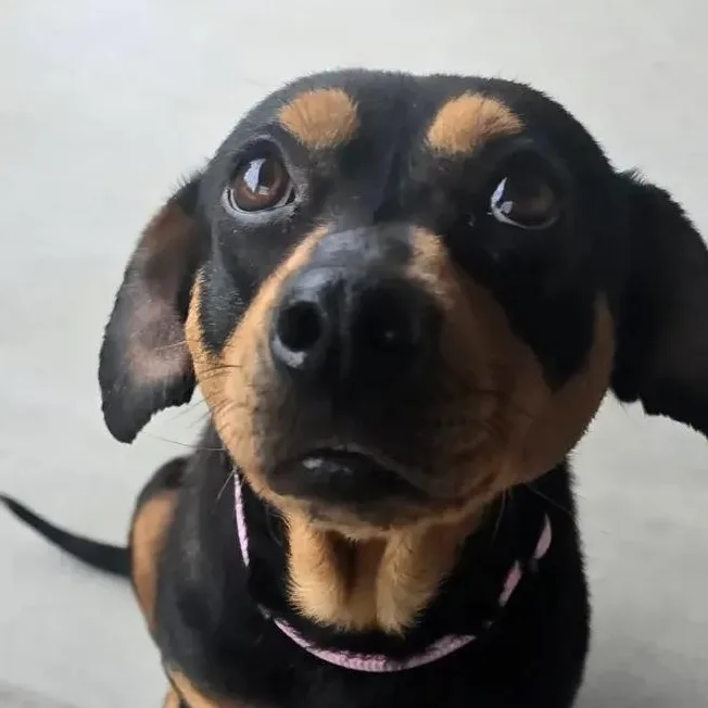 Cocoa thumbnail 3