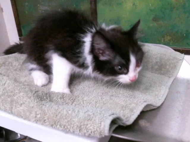 A baby small-sized female Domestic Long Hair cat named A for adoption in Houston, TX
