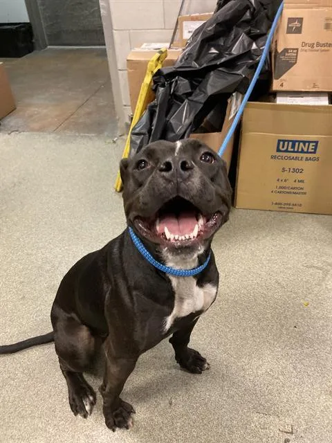 A young medium-sized female Mixed Breed dog named Suzie for adoption in Dallas, TX