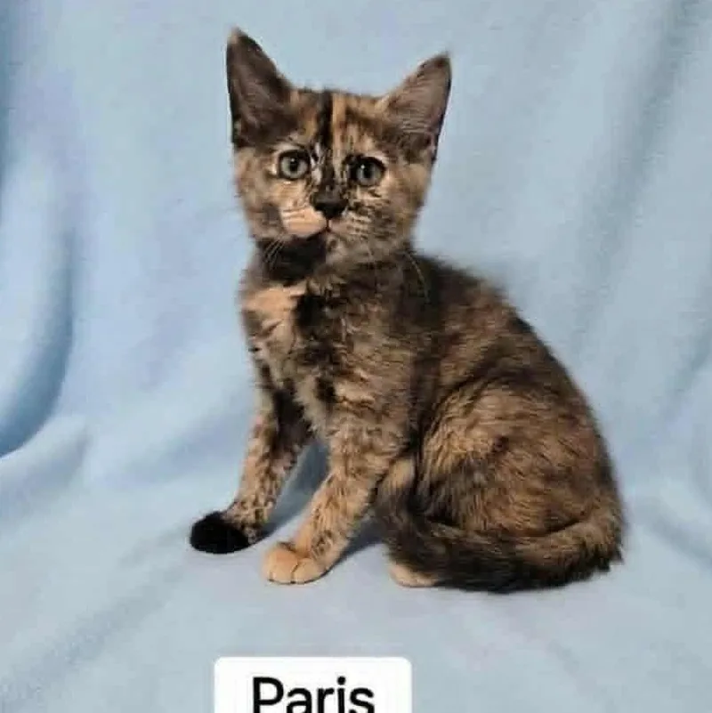 A baby medium-sized female Tortoiseshell cat named Paris for adoption in Wyandotte, MI
