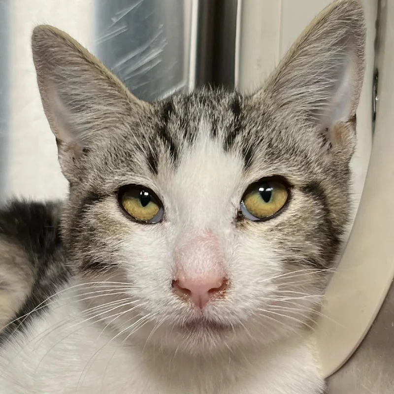 A baby small-sized male Brown / Chocolate Domestic Short Hair cat named Heatwave for adoption in Palm Springs, CA