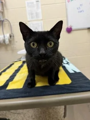 An adult medium-sized female Domestic Short Hair cat named Violet for adoption in Westland, MI