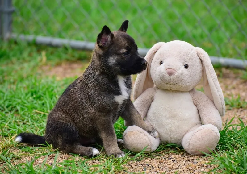 A baby medium-sized female Black Mixed Breed dog named Shadow for adoption in Mayer, AZ