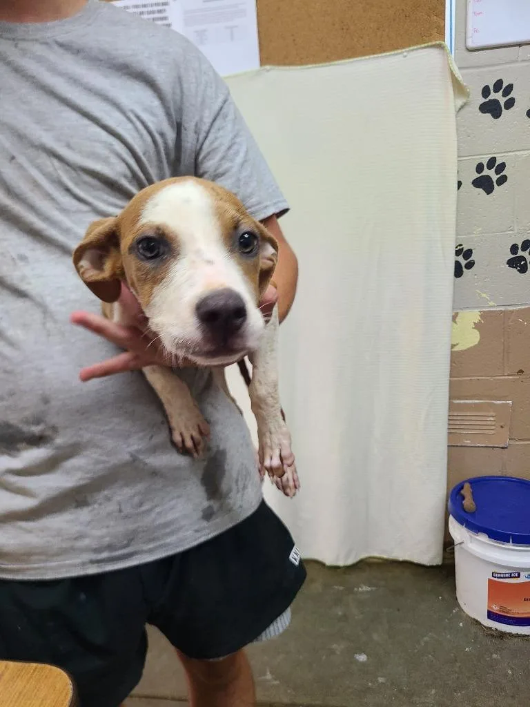 A baby medium-sized female Pit Bull Terrier dog named Fifi for adoption in Swainsboro, GA