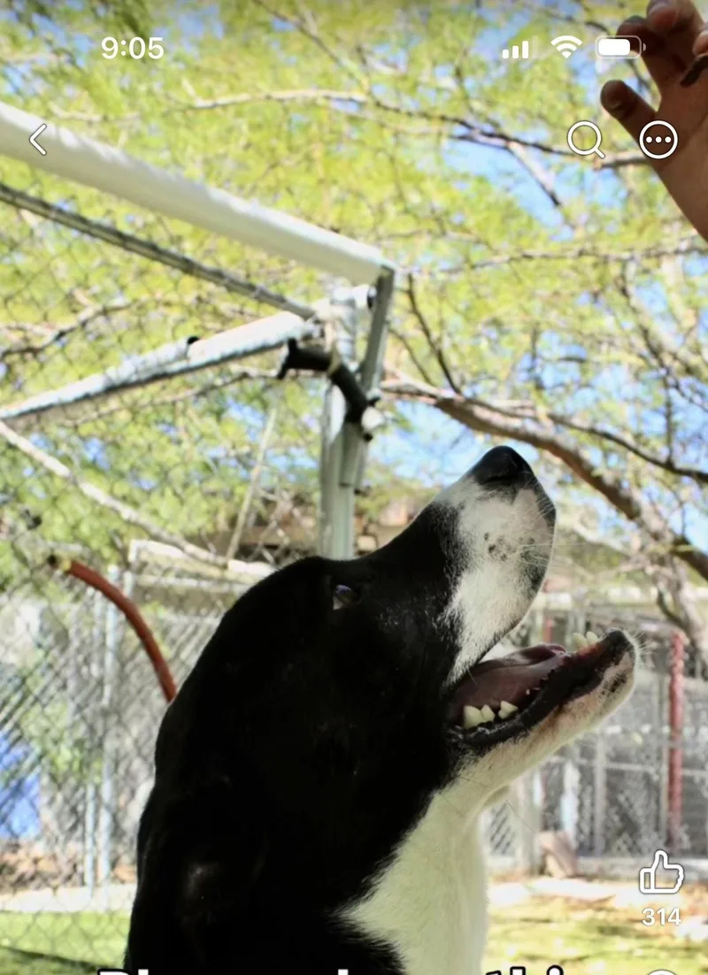 A young large-sized male Labrador Retriever dog named Sugar for adoption in San Diego, CA
