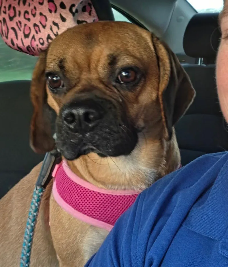 A young medium-sized male Beagle dog named Romeo for adoption in Fort Wayne, IN