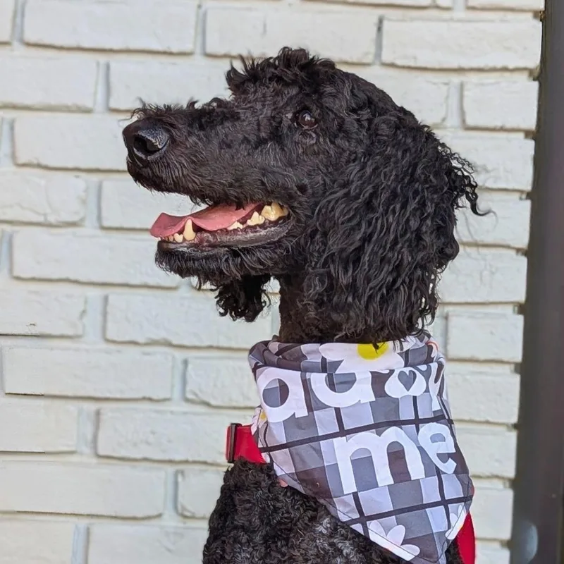 An adult medium-sized female Black Standard Poodle dog named Tilly for adoption in Helena, AL