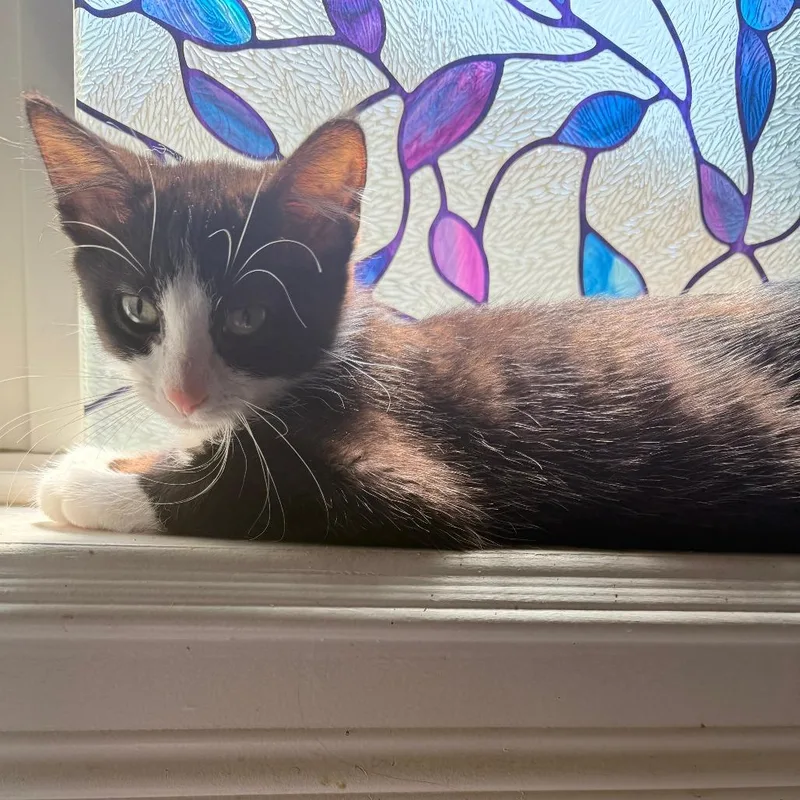 A baby small-sized male Black Domestic Short Hair cat named Peanut for adoption in Wichita, KS