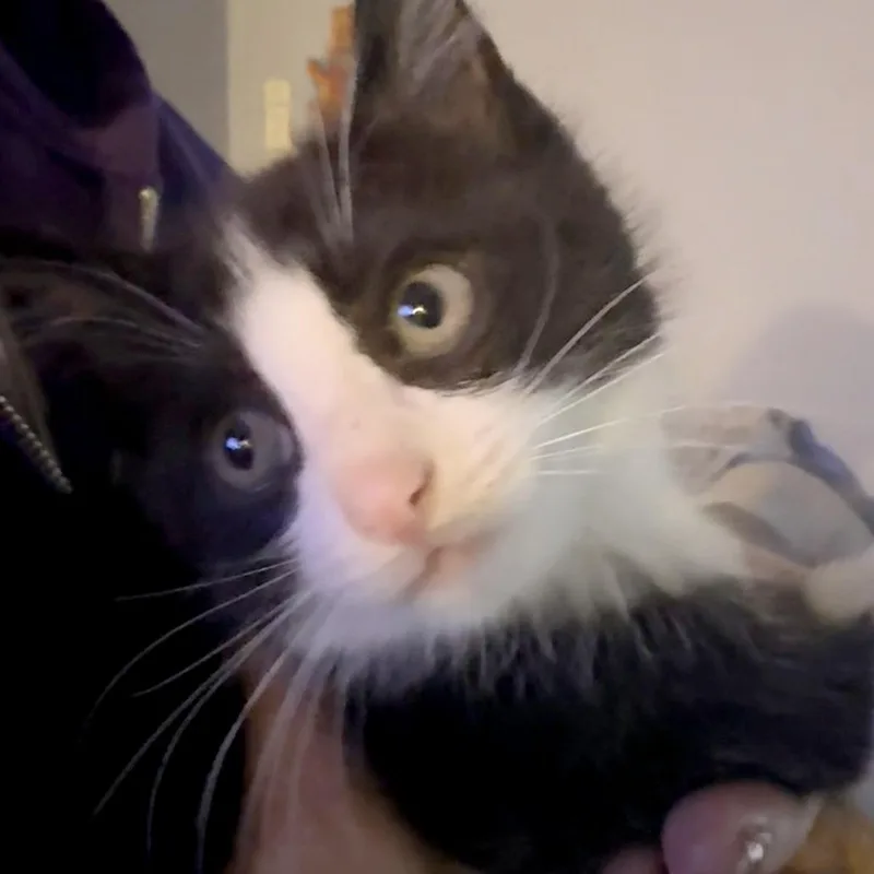 Peanut thumbnail 2