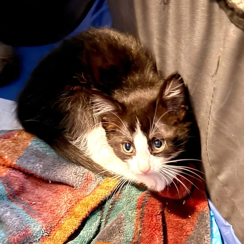Peanut thumbnail 3