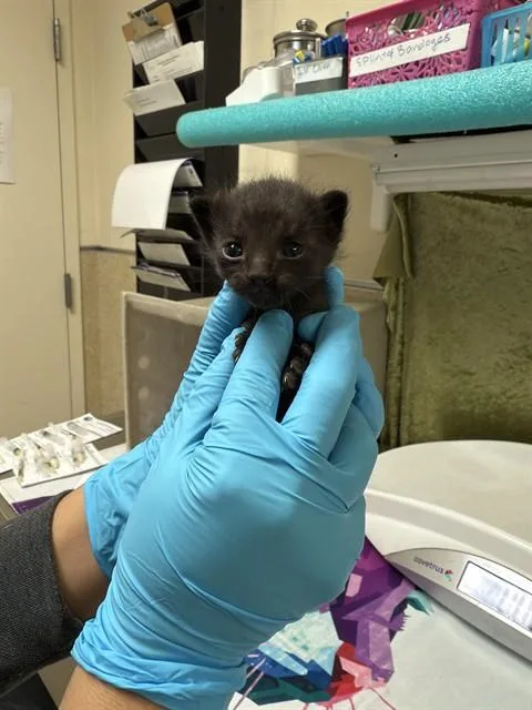 A baby small-sized male Domestic Short Hair cat named Dracula for adoption in Riverside, CA