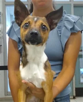 A young small-sized male Chihuahua dog named A for adoption in Oklahoma City, OK