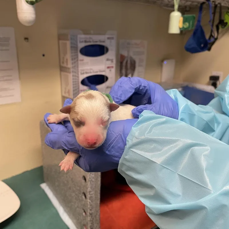 A baby small-sized male White / Cream Terrier dog named Green Collar for adoption in Pasadena, CA