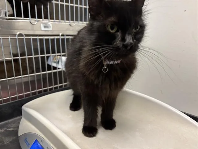 A young small-sized female Domestic Medium Hair cat named Dahlia for adoption in Antioch, CA