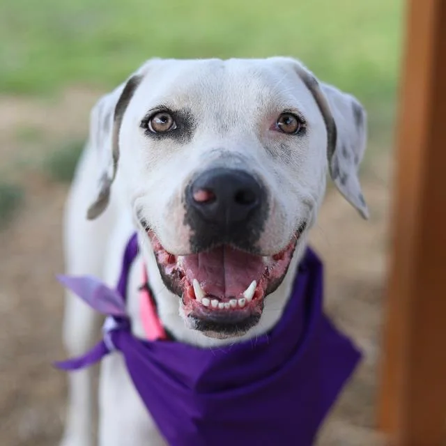 A young medium-sized female American Staffordshire Terrier dog named Daphne for adoption in San Antonio, TX