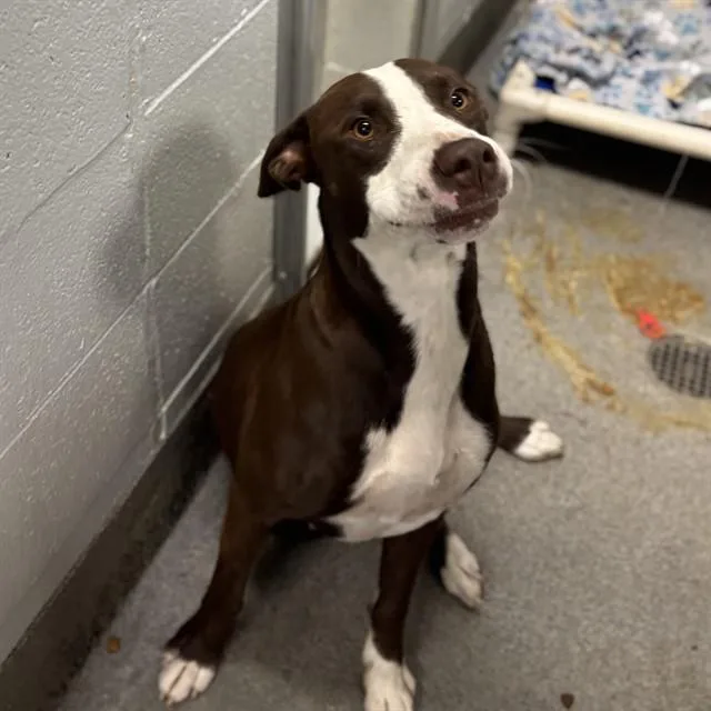 A young medium-sized female Labrador Retriever dog named Charlotte for adoption in Huntsville, AL