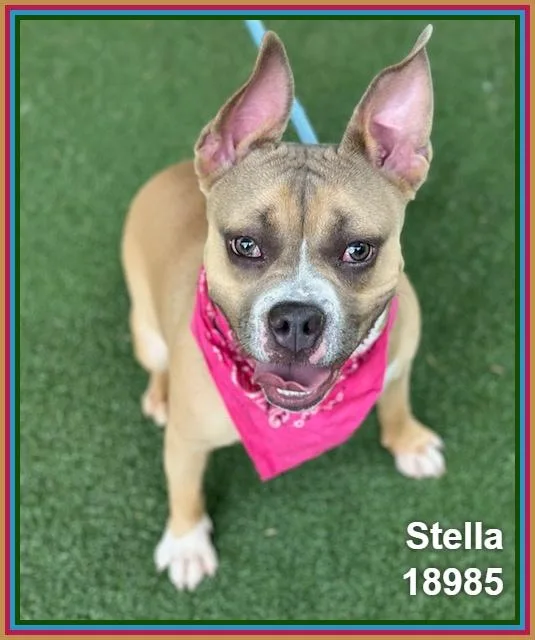 A young medium-sized female Yellow / Tan / Blond / Fawn Pit Bull Terrier dog named Stella for adoption in Marietta, GA