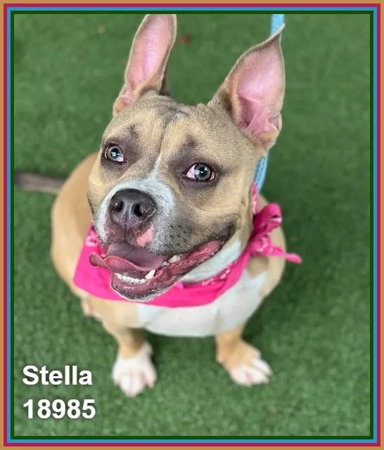 Stella thumbnail 2