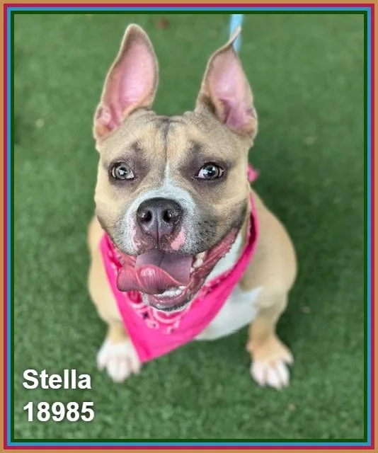 Stella thumbnail 3