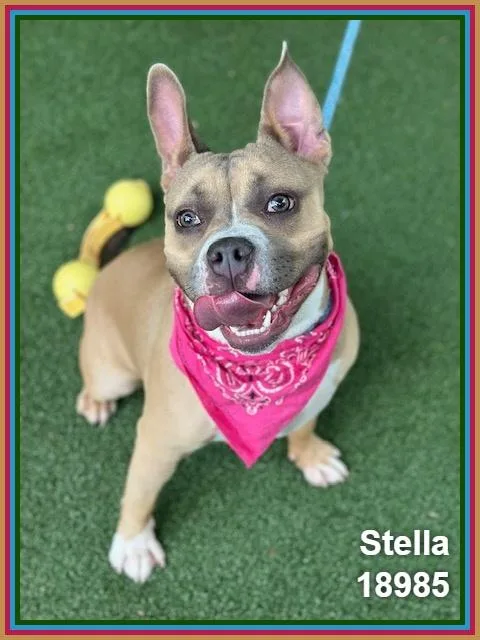 Stella thumbnail 5