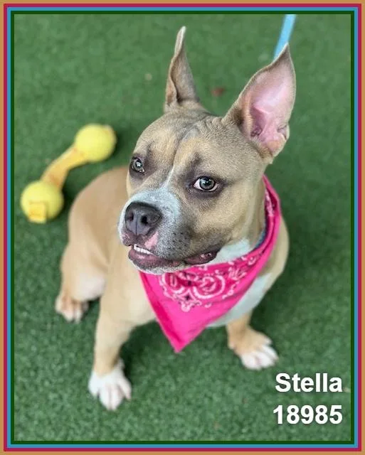 Stella thumbnail 6