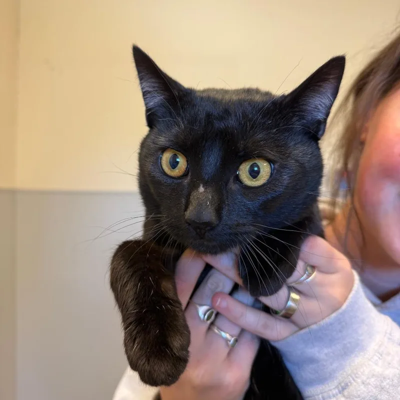 An adult large-sized male Black Domestic Short Hair cat named Speckles for adoption in Morrisville, VT